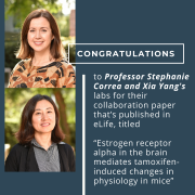 Congratulations to Professor Stephanie Correa and Professor Xia Yang for their collaboration paper published in eLife, titled, “Estrogen receptor alpha in the brain mediates tamoxifen-induced changes in physiology in mice.” Congratulations to Professor Stephanie Correa and Professor Xia Yang for their collaboration paper published in eLife, titled, “Estrogen receptor alpha in the brain mediates tamoxifen-induced changes in physiology in mice.”