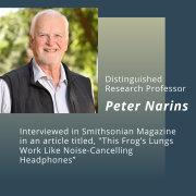 Distinguished Research Professor Peter Narins interviewed in Smithsonian Magazine in an article titled, “This Frog’s Lungs Work Like Noise-Cancelling Headphones” Distinguished Research Professor Peter Narins interviewed in Smithsonian Magazine in an article titled, “This Frog’s Lungs Work Like Noise-Cancelling Headphones”