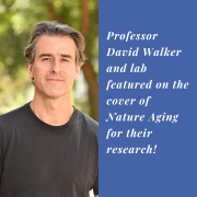 Professor David Walker and lab featured on the cover of Nature Aging, for their research on ‘Enhanced brain mitophagy slows systemic aging’ and in the accompanying News & Views. Professor David Walker and lab featured on the cover of Nature Aging, for their research on ‘Enhanced brain mitophagy slows systemic aging’ and in the accompanying News & Views.