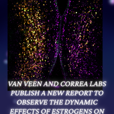 Van Veen and Correa labs publish a new report to observe the dynamic effects of estrogens on the brain Van Veen and Correa labs publish a new report to observe the dynamic effects of estrogens on the brain