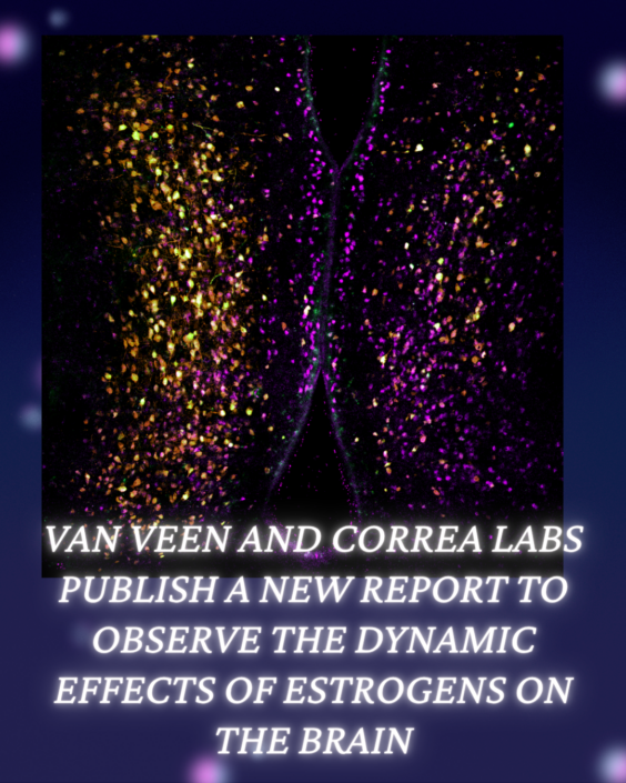 image of a fluorescent microscopy image showing neurons responding to estrogens in green and caption noting, "van Veen and Correa labs publish a new report to observe the dynamic effects of estrogens on the brain."