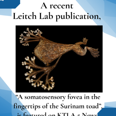 A recent Leitch Lab publication, “A somatosensory fovea in the fingertips of the Surinam toad”, is featured on the KTLA 5 news webpage A recent Leitch Lab publication, “A somatosensory fovea in the fingertips of the Surinam toad”, is featured on the KTLA 5 news webpage