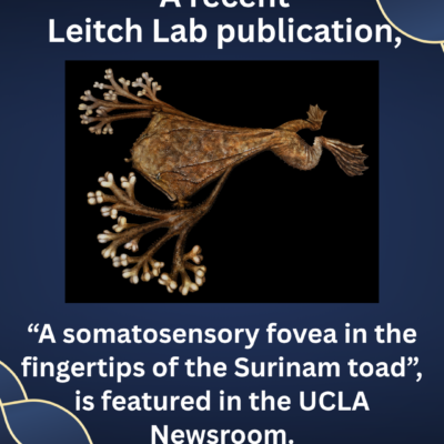 A recent Leitch Lab publication, “A somatosensory fovea in the fingertips of the Surinam toad”, is featured in the UCLA Newsroom A recent Leitch Lab publication, “A somatosensory fovea in the fingertips of the Surinam toad”, is featured in the UCLA Newsroom